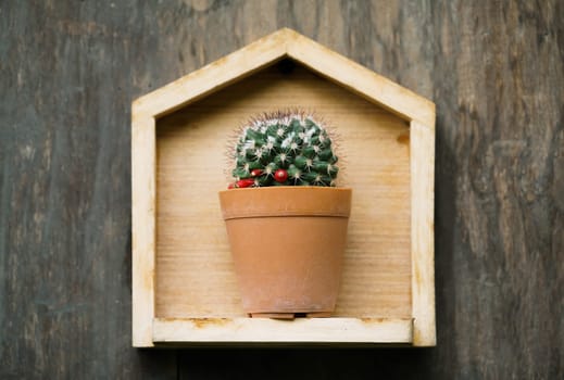 cactus in small pot on wood background