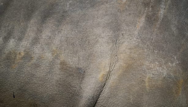 background textured of rhinoceros skin