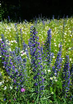 Colorful flower meadow in June