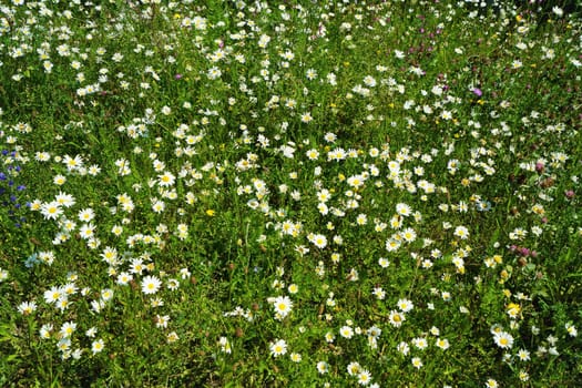 Colorful flower meadow in June