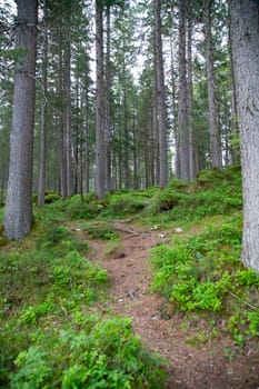 Green forest in the spring