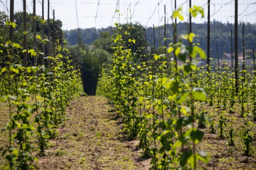 Vineyards in the spring, near Lake Constance, Germany