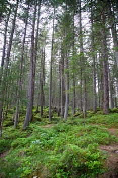 Green forest in the spring