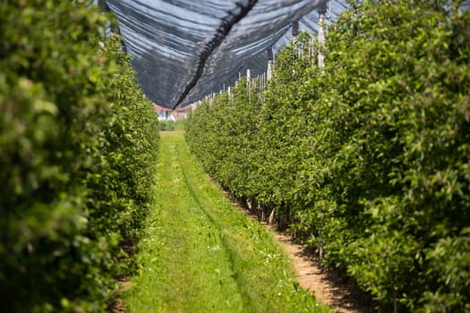 Modern apple orchard with protective nets against hail in spring