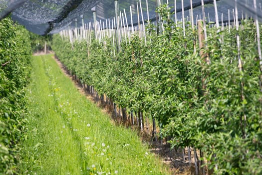 Modern apple orchard with protective nets against hail in spring
