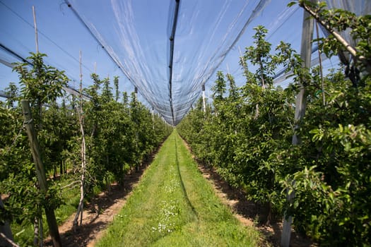 Modern apple orchard with protective nets against hail in spring