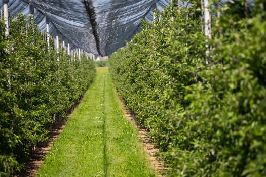 Modern apple orchard with protective nets against hail in spring