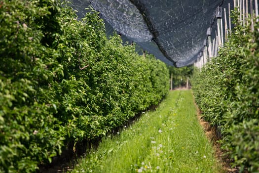 Modern apple orchard with protective nets against hail in spring