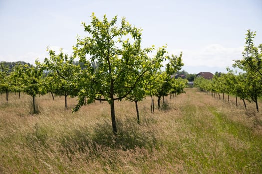 Orchard or garden of apple trees in the spring with blue sky