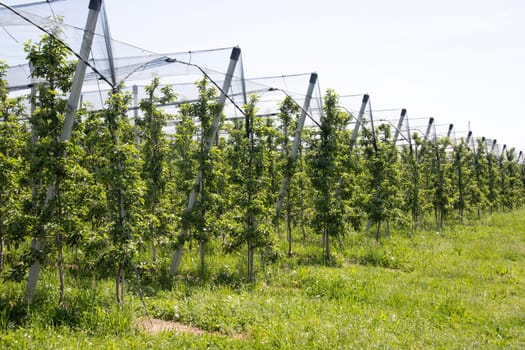 Modern apple orchard with protective nets against hail in spring
