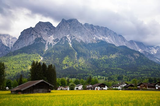 View to the highest mountain Zugspitze from a field with flowers in spring near Grainau.