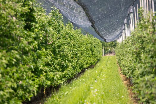 Modern apple orchard with protective nets against hail in spring