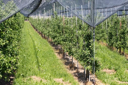 Modern apple orchard with protective nets against hail in spring