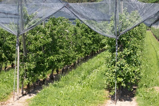 Modern apple orchard with protective nets against hail in spring
