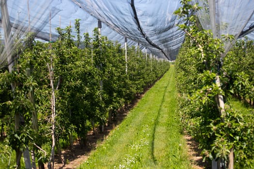 Modern apple orchard with protective nets against hail in spring