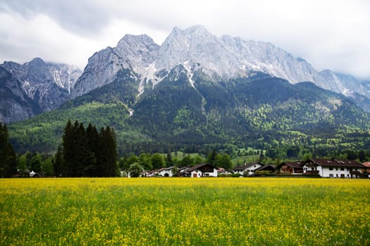 View to the highest mountain Zugspitze from a field with flowers in spring near Grainau.