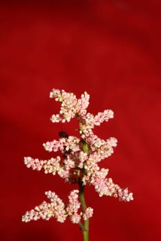 White flower blossoming close up botanical background high quality big size prints astilbe japonica family saxifragaceae wall poster
