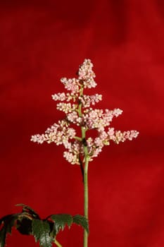 White flower blossoming close up botanical background high quality big size prints astilbe japonica family saxifragaceae wall poster