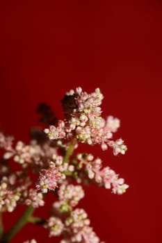 White flower blossoming close up botanical background high quality big size prints astilbe japonica family saxifragaceae wall poster