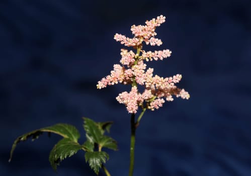 White flower blossoming close up botanical background high quality big size prints astilbe japonica family saxifragaceae wall poster