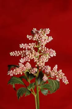 White flower blossoming close up botanical background high quality big size prints astilbe japonica family saxifragaceae wall poster