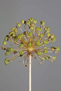 Flower blossom close up botanical background allium nigrum family amaryllidaceae high quality big size print