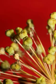 Flower blossom close up botanical background allium nigrum family amaryllidaceae high quality big size print