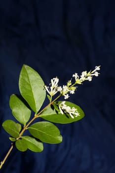 White flower blossom close up botanical modern background ligustrum vulgare family oleaceae big size high quality prints wall poster