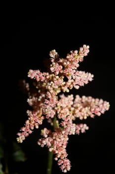 White flower blossoming close up botanical background high quality big size prints astilbe japonica family saxifragaceae wall poster