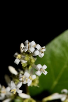 White flower blossom close up botanical modern background ligustrum vulgare family oleaceae big size high quality prints wall poster