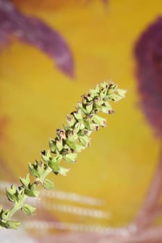 Aromatic flower blossom close up botanical background high quality big size prints salvia pratensis family lamiaceae wall posters