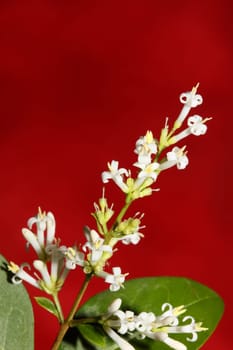 White flower blossom close up botanical modern background ligustrum vulgare family oleaceae big size high quality prints wall poster