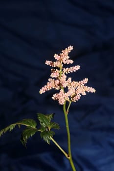White flower blossoming close up botanical background high quality big size prints astilbe japonica family saxifragaceae wall poster