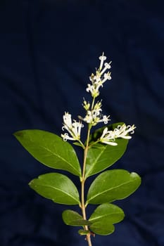 White flower blossom close up botanical modern background ligustrum vulgare family oleaceae big size high quality prints wall poster