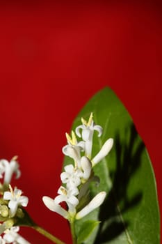 White flower blossom close up botanical modern background ligustrum vulgare family oleaceae big size high quality prints wall poster