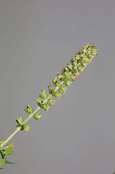 Aromatic flower blossom close up botanical background high quality big size prints salvia pratensis family lamiaceae wall posters