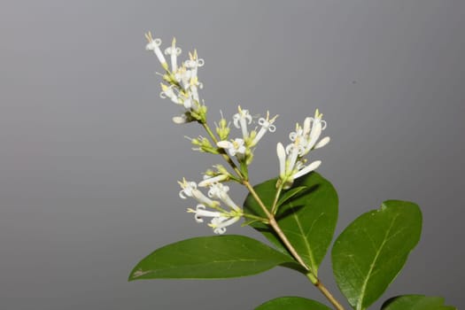 White flower blossom close up botanical modern background ligustrum vulgare family oleaceae big size high quality prints wall poster