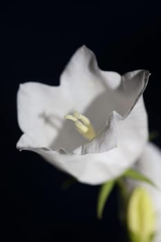 White flower blossoming close up Campanula persicifolia family campanulaceae high quality big size print shop wall posters home decor natural plant