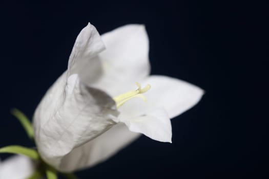 White flower blossoming close up Campanula persicifolia family campanulaceae high quality big size print shop wall posters home decor natural plant