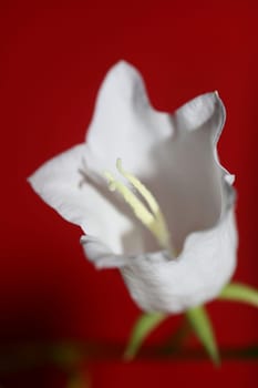 White flower blossoming close up Campanula persicifolia family campanulaceae high quality big size print shop wall posters home decor natural plant