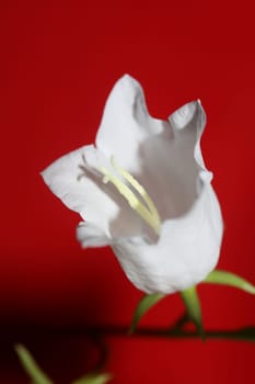White flower blossoming close up Campanula persicifolia family campanulaceae high quality big size print shop wall posters home decor natural plant