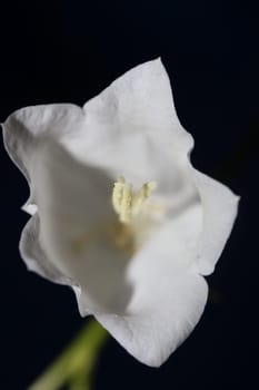 White flower blossoming close up Campanula persicifolia family campanulaceae high quality big size print shop wall posters home decor natural plant
