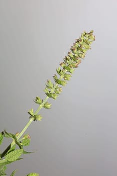 Aromatic flower blossom close up botanical background high quality big size prints salvia pratensis family lamiaceae wall posters