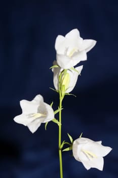 White flower blossoming close up Campanula persicifolia family campanulaceae high quality big size print shop wall posters home decor natural plant