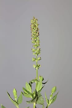 Aromatic flower blossom close up botanical background high quality big size prints salvia pratensis family lamiaceae wall posters