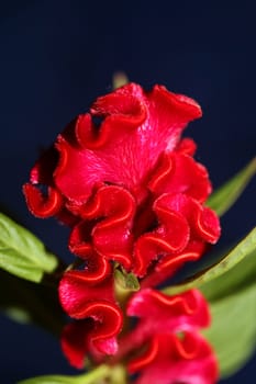 Red flower blossom close up celosia argentea family amaranthaceae botanical background high quality big size prints