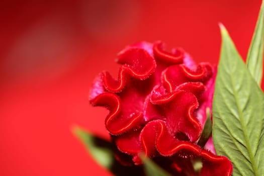 Red flower blossom close up celosia argentea family amaranthaceae botanical background high quality big size prints