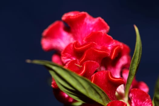 Red flower blossom close up celosia argentea family amaranthaceae botanical background high quality big size prints