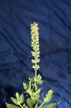 Aromatic flower blossom close up botanical background high quality big size prints salvia pratensis family lamiaceae wall posters
