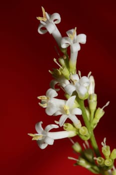 White flower blossom close up botanical modern background ligustrum vulgare family oleaceae big size high quality prints wall poster